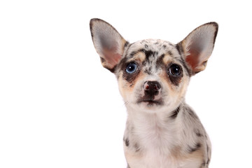 Cute spotted chihuahua