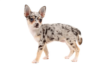 Obraz premium Cute spotted chihuahua