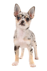 Cute spotted chihuahua