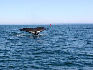 Fototapeta premium Whale’s tail