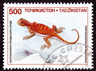 Stamp Spotted Toadhead Agama Lizard Phrynocephalus Sogdianus