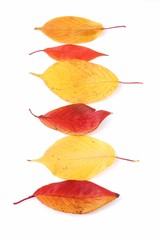 一列に並んだ落ち葉