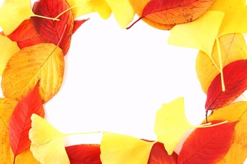 紅葉した落ち葉の背景