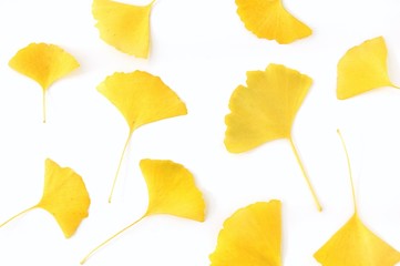 イチョウのテクスチャ