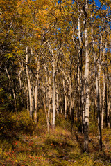 Fototapeta premium Espen forest in fall