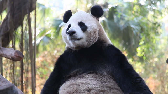 panda