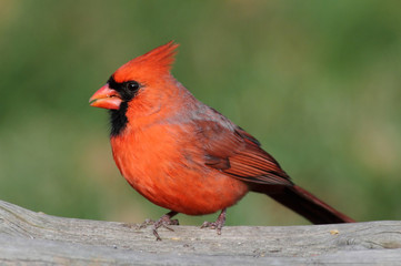 Male Cardinal On A Feeder