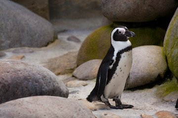 Jackass penguin standing