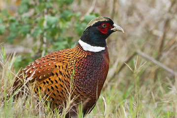 Faisan