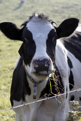 Schwarzbunte Kuh