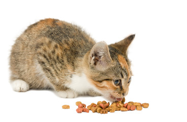 small kitten eating dry cat food