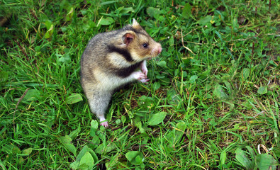 Ciscaucasian hamster