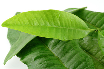 feuilles de  Pimenta dioica; quatre-épices