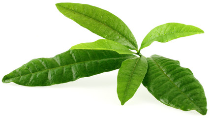 Pimenta dioica; quatre-épices