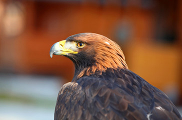 Portrait of a Golden Eagle (Aquila chrysaetos)