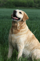 Labrador-Retriever