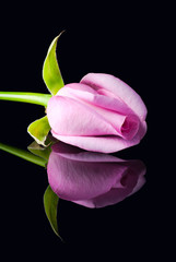 Single pink rose on black surface with reflection