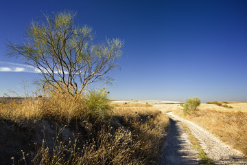 Camino en el campo