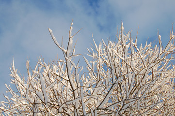 Snow on branches