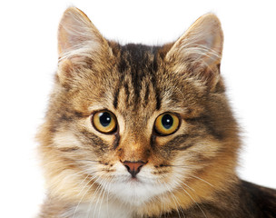 Fototapeta premium Fluffy pet