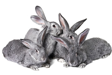 Group of rabbits