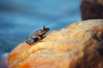 small frog