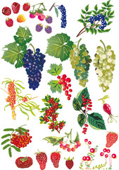 collection of different berries on white
