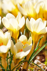 Fototapeta premium Beautiful Spring Flowers