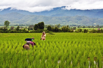 Repiquage du riz