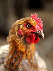 poule