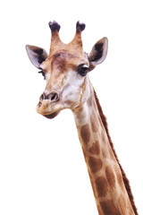 Tête et cou de girafe femelle isolated on white