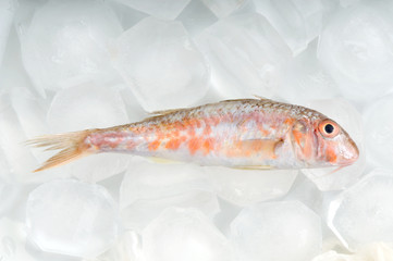 Red mullet on fork isolated on white