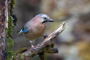 Geai des ch&ecirc;nes