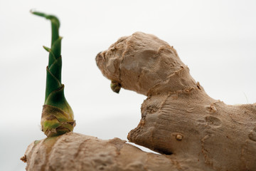 Ginger root with burgeon isolated on white background