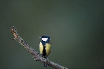 Great Tit On Alert