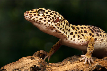 Gecko