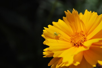 Obraz premium araigné crabe Misumena vatia sur Coreopsis grandiflora