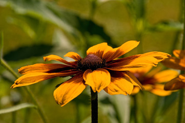 Rudbeckia