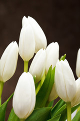 Fototapeta premium beautiful tulips