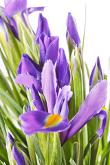 Beautiful fresh iris flowers