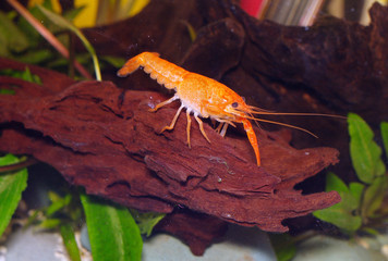 orange freshwater shrimp