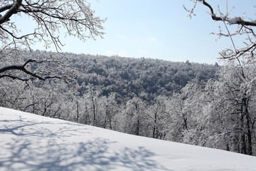 Заледеневшие заснеженные веточки на фоне лесных гор