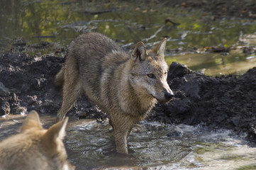 European grey wolf (Canis lupus lupus)