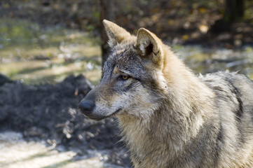 Naklejka na ściany i meble European grey wolf (Canis lupus lupus)