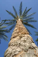 Deurstickers Palm Tree © janevans35