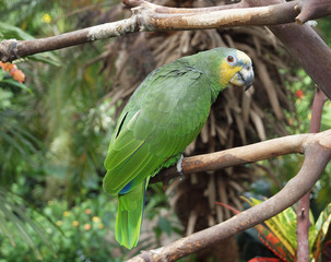 Green parrot