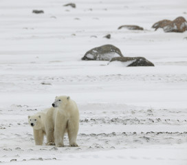 Two polar bears. 2