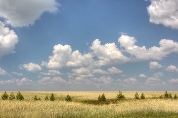 Ripe wheat on a field and blue sky with clouds