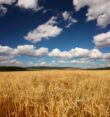 Ripe yellow wheat and blue sky with clouds