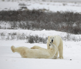 The couple of polar bears relaxes.